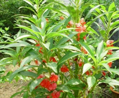 《家庭养花》凤仙花--重庆风景园林网 重庆市风