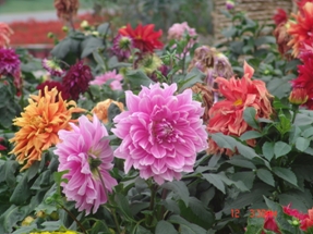 《家庭养花》大丽花--重庆风景园林网 重庆市风