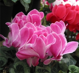 《家庭养花》仙客来--重庆风景园林网 重庆市风