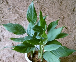 《家庭养花》广东万年青--重庆风景园林网 重庆