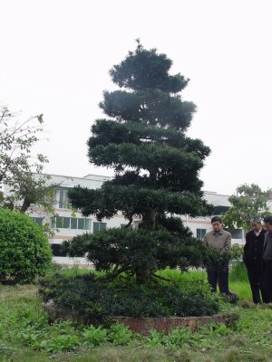 北碚区静观镇花儿为什么这样红--重庆风景园