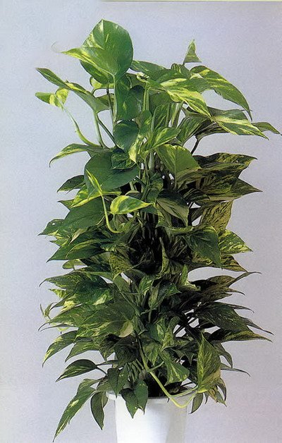 巧选绿色植物 轻松拥有温馨健康的家居生活--重