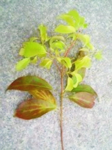 园林植物缺铁失绿营养生理研究进展