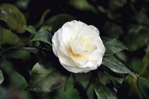 川茶花与云南山茶的识别--重庆风景园林网 重庆