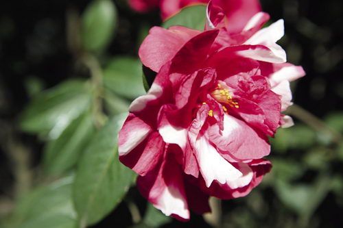 川茶花与云南山茶的识别--重庆风景园林网 重庆