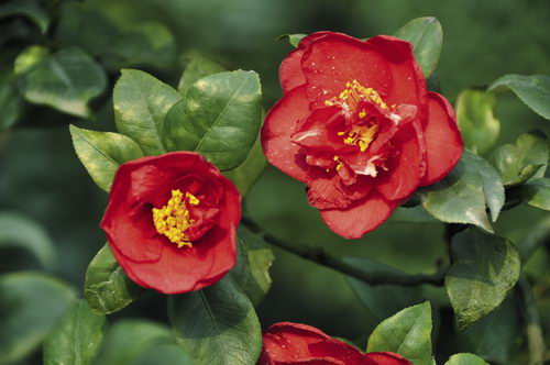 川茶花与云南山茶的识别--重庆风景园林网 重庆