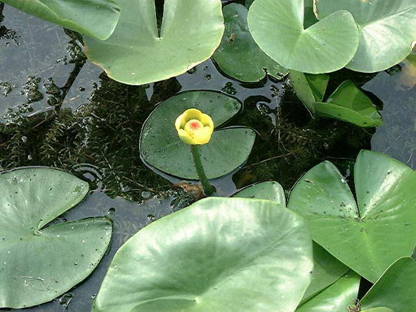 水生植物欣赏