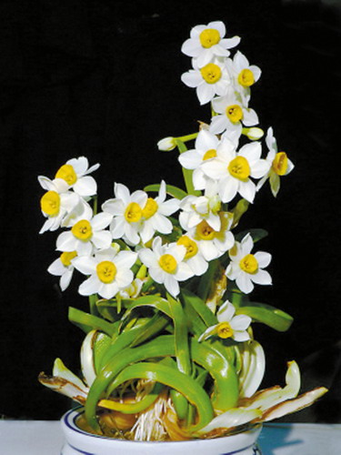 凌波仙子--水仙--重庆风景园林网 重庆市风景园