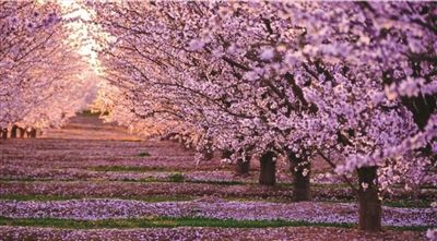 江苏:南京最大樱花园不见花 系去年图被发上网