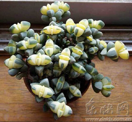 福州:“多肉玻璃花房”这不是梦想而是现实