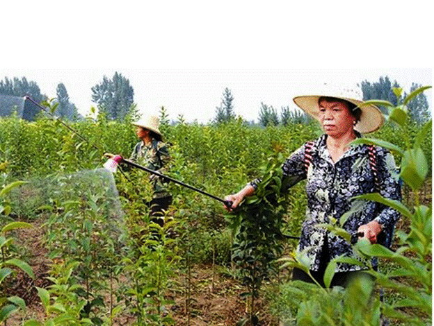 潼南:3000亩花卉苗木基地 让业主和农民笑在花