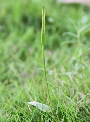 专家称,绶草是世界上最小的兰花,因为药用价值,野生绶草被大量采集