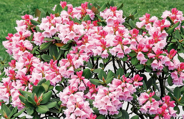 金佛山的珍奇杜鹃花