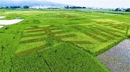 广西:彩稻与水稻交错绘出贵港稻田风景--重庆风