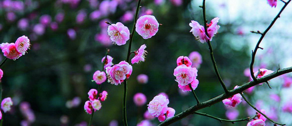 重庆南山梅花鉴评(上)--重庆风景园林网 重庆市