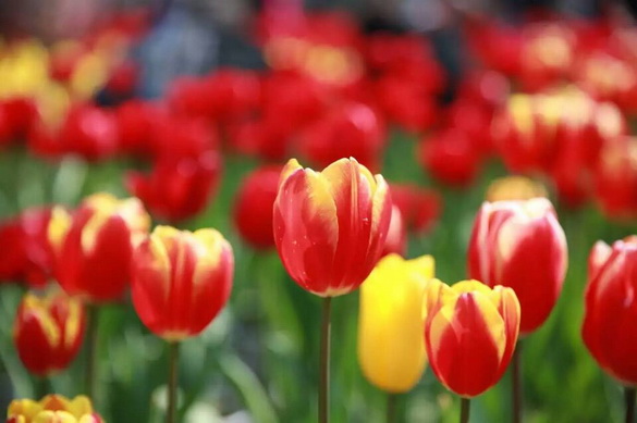 春天的南山植物园--重庆风景园林网 重庆市风景园林学会
