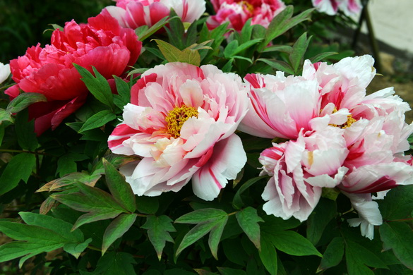 重庆垫江牡丹花--重庆风景园林网 重庆市风景园