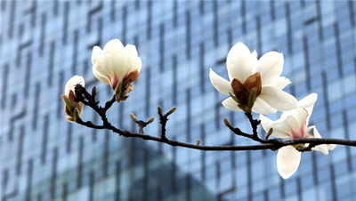 上海为啥选白玉兰作市花--重庆风景园林网 重庆