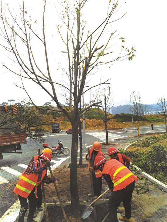 福州园林绿化工程：城市绿肺的生态守护者