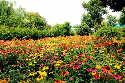 >> 正文  目前,郑州一处公园的宿根花卉次第绚烂绽放,百余个品种的