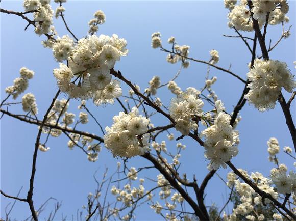 荣昌清升镇:樱桃花开迎春来