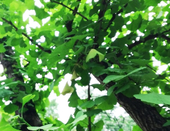 重庆市风景园林科学研究院关于银杏超小卷蛾防