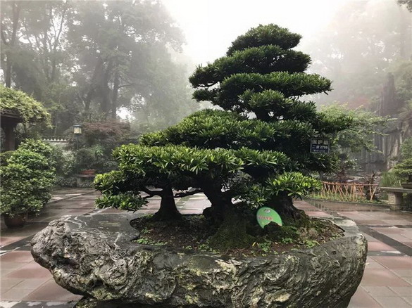 南山植物园盆景园镇园之宝"三大夫松"