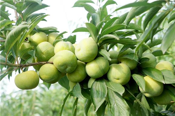 合川:努力打造山清水秀的美丽宜居小镇