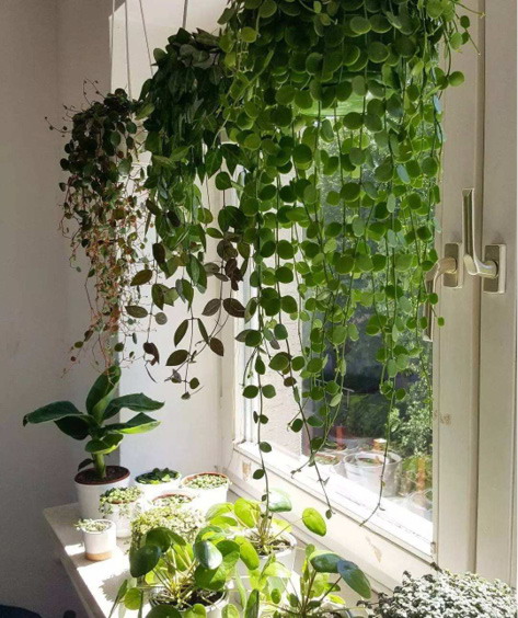 浅析重庆地区家庭园艺室内植物的选择及布置
