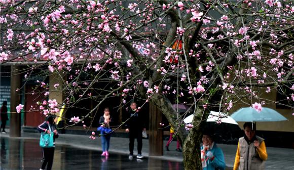(通讯员 吴雁)3月24日 , 阳春三月,酉阳桃花源景区桃花盛开,芳草鲜美,落英缤纷,阡陌交通,屋舍俨然,宛如又见陶渊明笔下世外桃源。 桃花源里桃花开 通讯员 吴雁 摄 桃花源里桃花开 通讯员 吴雁 摄 桃花源里桃花开 通讯员 吴雁 摄 桃花源里桃花开 通讯员 吴雁 摄 桃花源里桃花开 通讯员 吴雁 摄
