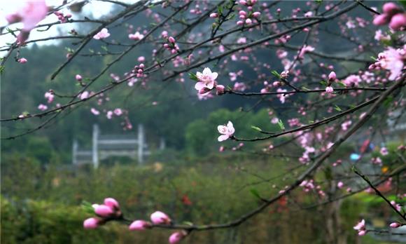 (通讯员 吴雁)3月24日 , 阳春三月,酉阳桃花源景区桃花盛开,芳草鲜美,落英缤纷,阡陌交通,屋舍俨然,宛如又见陶渊明笔下世外桃源。 桃花源里桃花开 通讯员 吴雁 摄 桃花源里桃花开 通讯员 吴雁 摄 桃花源里桃花开 通讯员 吴雁 摄 桃花源里桃花开 通讯员 吴雁 摄 桃花源里桃花开 通讯员 吴雁 摄
