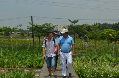 在湖泽丰沛的东莞红梅镇潼湖军垦农场基地里,花叶芦竹,黄菖蒲,水生