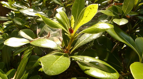 图 2 异色瓢虫正在取食海桐蚜虫