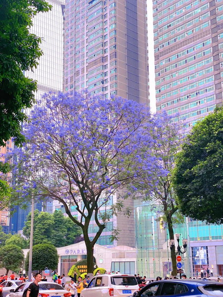 蓝花楹