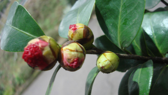 ���⣺��ɽֲ��԰���������軨��Ʒ�֡����Ӵ�Ц���ɹ��󶨵�¼ʱ�䣺2025-12-16��ɽֲ��԰