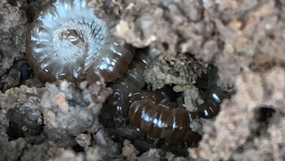 ���⣺��ǧ��桱��½��ӳ���������ֻţ�ʱ�䣺2025-12-19�����з羰԰�ֿ�ѧ�о�Ժ