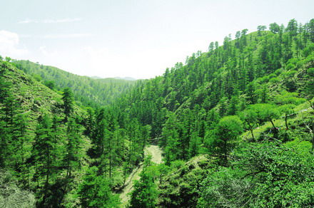 现代林业与生态林业_现代林业与生态林业_生态林业合作社